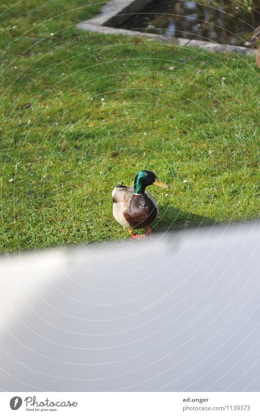 Privatente Natur Garten Tier Wildtier Ente entdecken tierisch Überraschung Farbfoto Außenaufnahme Textfreiraum unten Totale