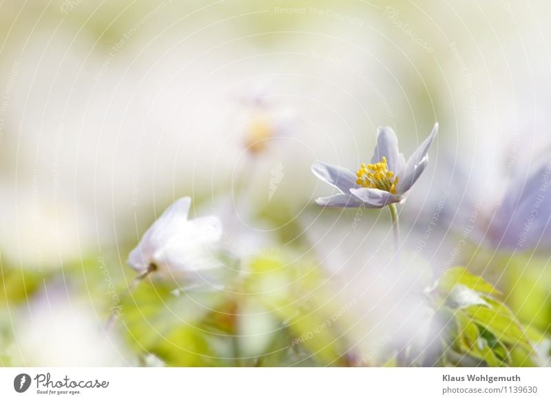 "Wer ist die Schönste im ganzen Land?" Expedition Umwelt Natur Pflanze Schönes Wetter Blume Blatt Blüte Anemonen Buschwindröschen Park Wald Blühend blau grün