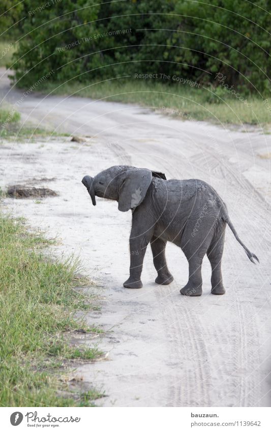 ich hab sooo nen langen. Ferien & Urlaub & Reisen Tourismus Ausflug Abenteuer Sightseeing Safari Expedition Umwelt Natur Landschaft Erde Sand Sträucher Chobe