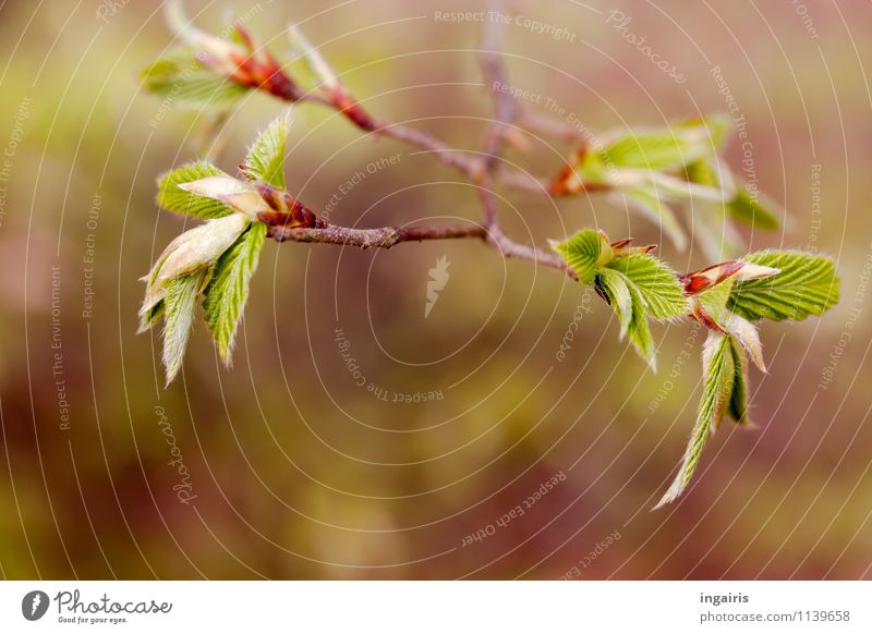 Buchenblättchen Natur Pflanze Frühling Blatt Buchenblatt Blattknospe Wachstum frisch natürlich braun grün rot Frühlingsgefühle Vorfreude Stimmung Außenaufnahme