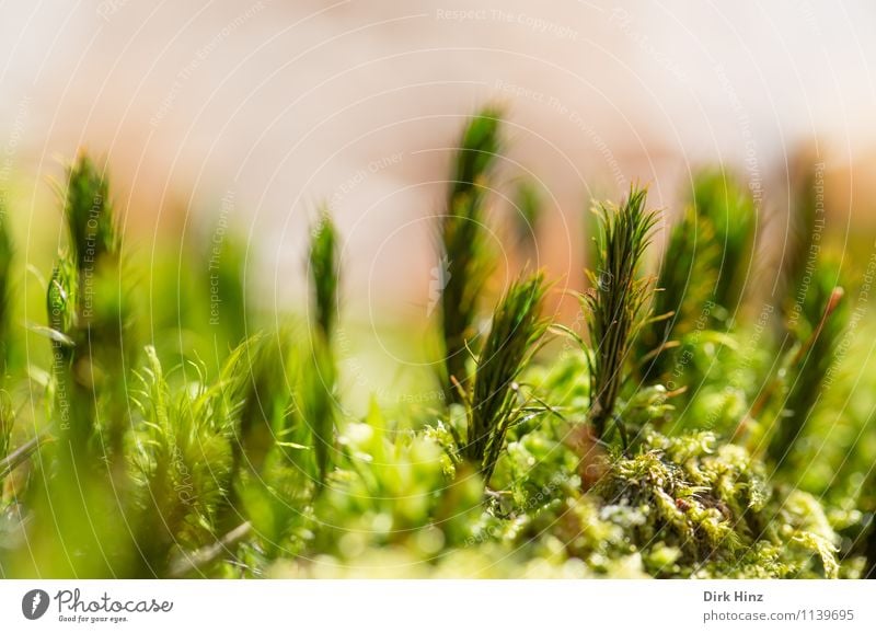 Waldboden I Umwelt Natur grün exotisch Grünpflanze Teppich Moosteppich Nahaufnahme weich frisch klein winzig stehen Erde verwildert filigran unberührt feucht