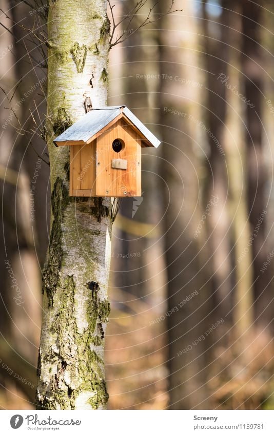 Zu vermieten, beste Lage... Natur Landschaft Baum Wald Futterhäuschen hängen klein Lebensfreude Sicherheit Schutz Geborgenheit Tierliebe Gastfreundschaft