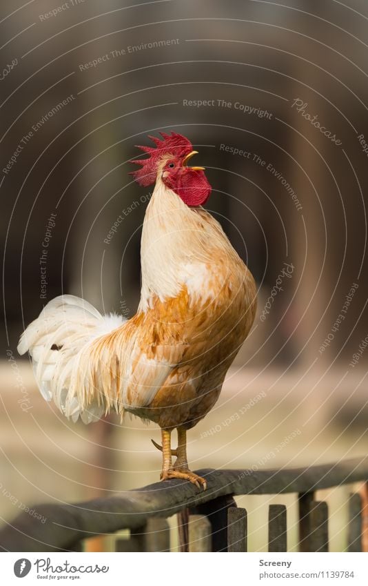 "AUFSTEHEN!!!"* Natur Tier Nutztier Hahn 1 schreien stehen Euphorie selbstbewußt Kraft Leidenschaft achtsam Wachsamkeit Pünktlichkeit Erwartung Zeit Hahnenkamm