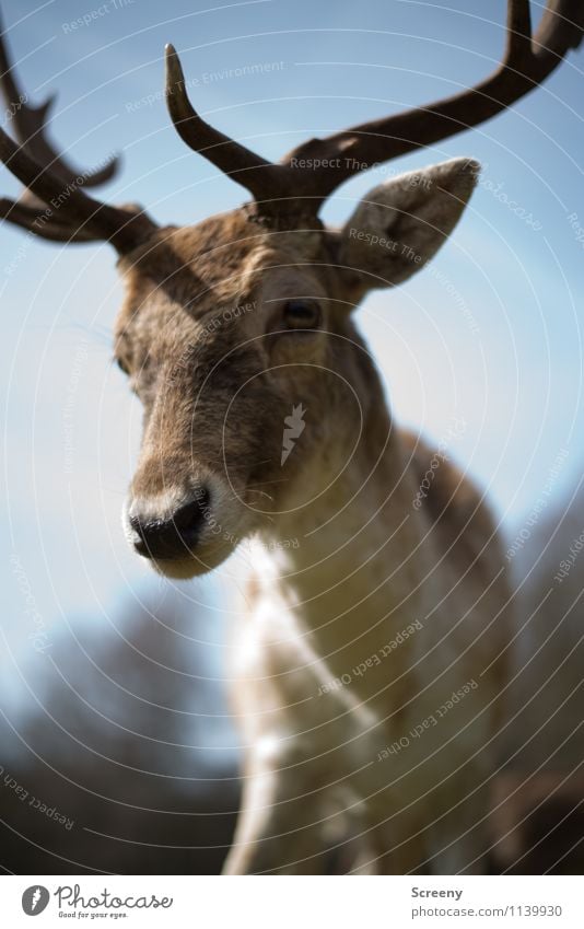 Alles klar? Natur Tier Himmel Sonne Frühling Schönes Wetter Wald Wildtier Zoo Hirsche 1 Blick wild Neugier Interesse Horn Fell Farbfoto Außenaufnahme