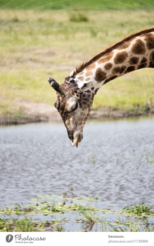 :-P. Ferien & Urlaub & Reisen Tourismus Ausflug Abenteuer Safari Expedition Sommer Sommerurlaub Umwelt Natur Wasser Gras Sträucher Flussufer Chobe Botswana