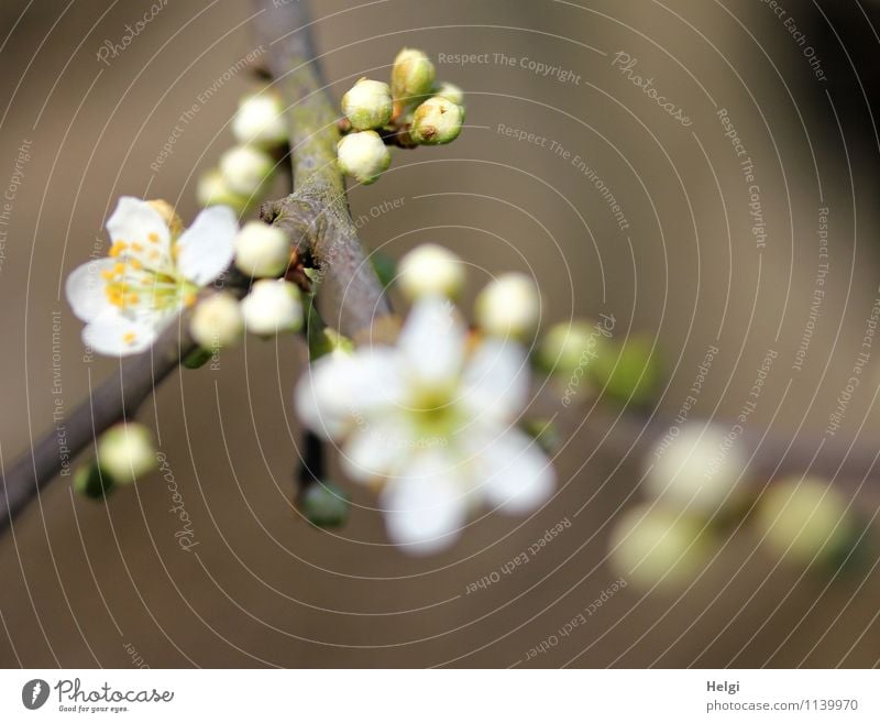 Knospen und Blüten... Natur Pflanze Frühling Schönes Wetter Sträucher Wildpflanze Blütenknospen Zweig Weissdorn Park Blühend Wachstum ästhetisch frisch schön