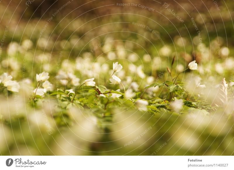 Blütenmeer Umwelt Natur Landschaft Pflanze Frühling Blume Wald hell klein nah natürlich grün weiß Frühblüher Buschwindröschen Farbfoto mehrfarbig Außenaufnahme