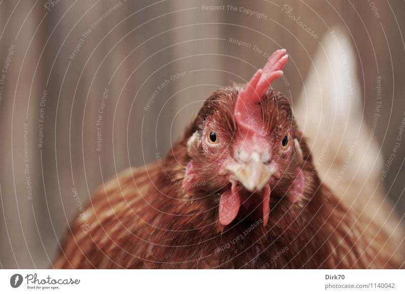 400? Echt? Zeig her! Lebensmittel Ei Geflügelfarm Freilandhaltung Ernährung Landwirtschaft Forstwirtschaft Hühnerstall Gehege Zaun Tier Haustier Nutztier Vogel