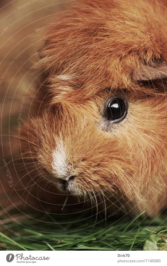 Meerschweinchen, ganz nah! Häusliches Leben Garten Gras Halm Tier Haustier Tiergesicht Schnauze Auge Fell Nagetiere 1 Fressen Blick Freundlichkeit schön