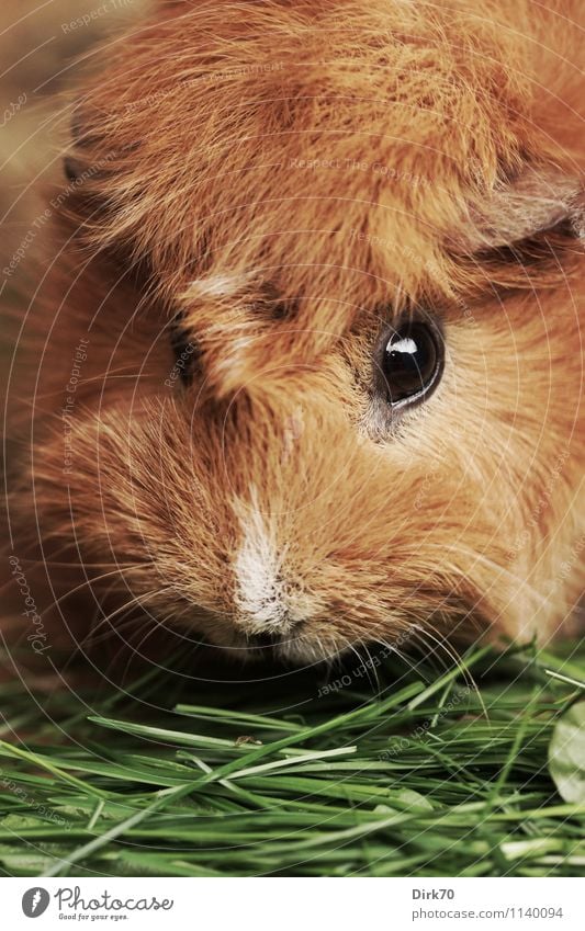 Struwwelkopf Natur Tier Gras Halm Garten Haustier Tiergesicht Fell Nagetiere Meerschweinchen Auge 1 Fressen füttern Blick Freundlichkeit glänzend schön kuschlig