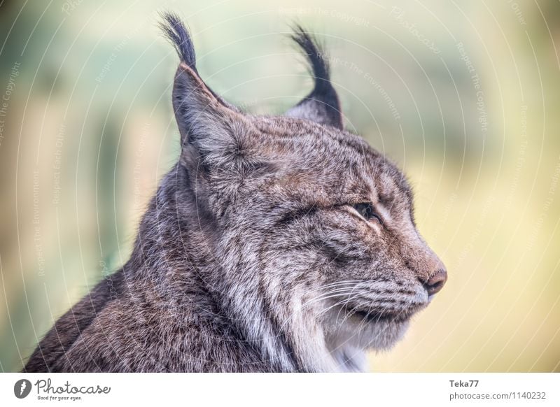 Der Luchs III Stil Natur Wald Tier Wildtier 1 Abenteuer Farbfoto Außenaufnahme Menschenleer Schwache Tiefenschärfe Wegsehen