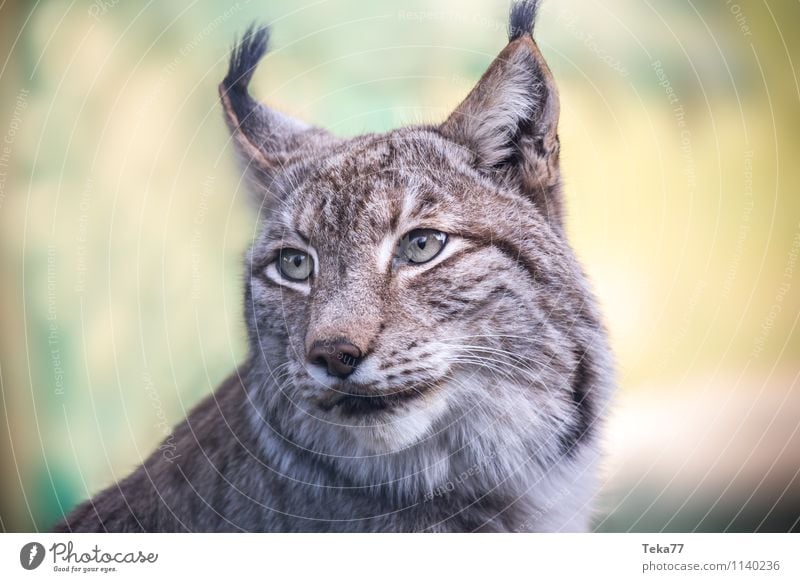 Der Luchs II Stil Umwelt Natur Wald Tier Wildtier 1 Abenteuer Farbfoto Außenaufnahme Menschenleer Schwache Tiefenschärfe Tierporträt Wegsehen