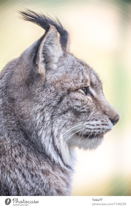 Der Luchs I Stil Umwelt Natur Wald Tier Wildtier 1 Abenteuer Farbfoto Außenaufnahme Menschenleer Schwache Tiefenschärfe Tierporträt Wegsehen