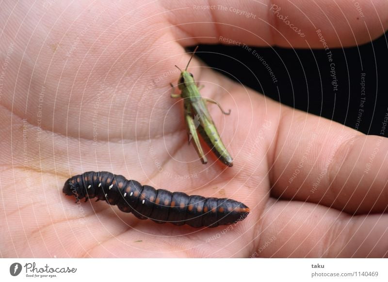 JARA UND JON Natur Tier Käfer Wurm 2 natürlich Stimmung Frühlingsgefühle Akzeptanz Vertrauen Zusammensein Tierliebe Toleranz Leben einzigartig Gefühle Schutz