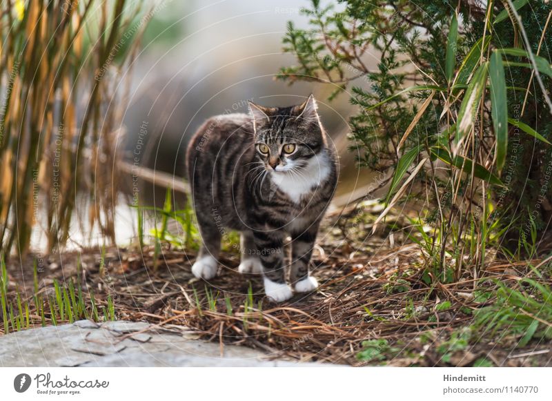 Wo wohnen Katzen? Umwelt Natur Erde Frühling Pflanze Gras Sträucher Blatt Haustier 1 Tier Tierjunges Stein beobachten Blick stehen schön niedlich wild geduldig