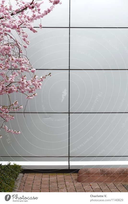 Frühling von links Natur Pflanze Schönes Wetter Baum Kirschbaum Zweige u. Äste Kirschblüten Obstbaum Rasen Garten Stadt Stadtzentrum Menschenleer Hochhaus