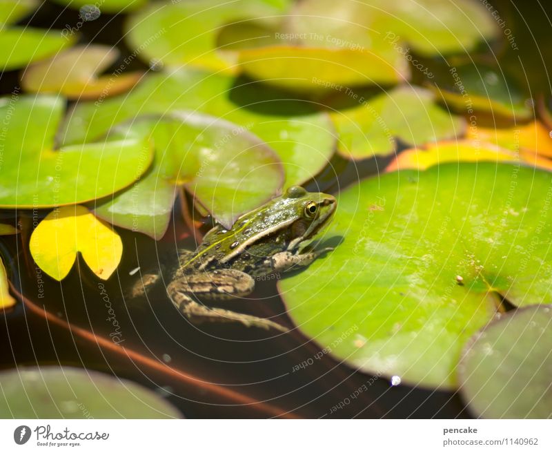 sonnendeck Natur Pflanze Urelemente Wasser Sommer Teich Frosch 1 Tier Zeichen Freizeit & Hobby Freude Idylle nackt schön Seerosenblatt Seerosenteich grün