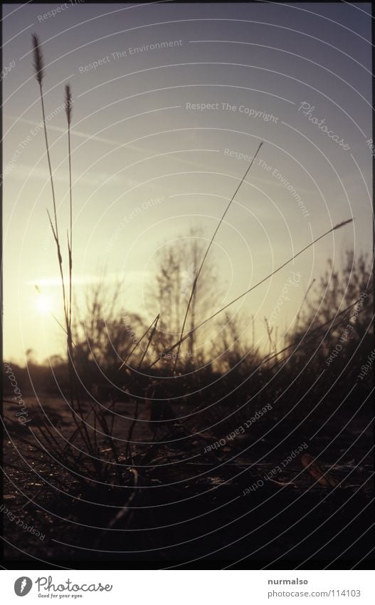 Guter Morgen XIV Sonnenaufgang Gras Halm Blüte Röte fein schön filigran Beton Brandenburg absolut deutlich Sträucher Horizont Ferne Flughafen Himmel