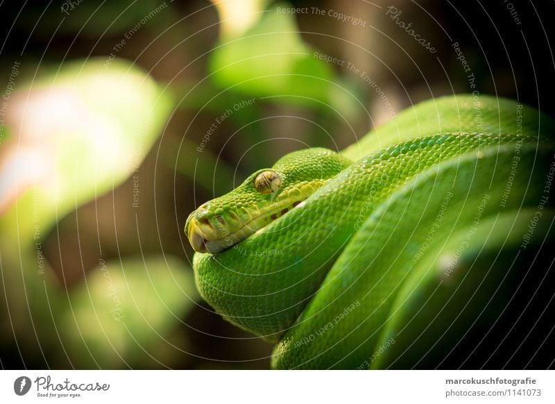 Grüner Baumpython Tier Haustier Wildtier Schlange 1 hängen hocken liegen Aggression außergewöhnlich bedrohlich exotisch glänzend kalt listig braun grün Reptil