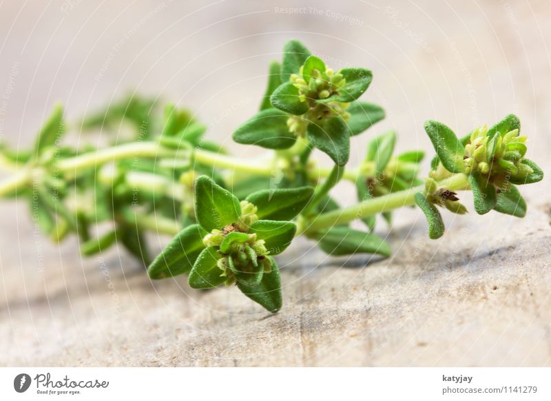 Oregano Thymian Kräuter & Gewürze Pflanze aromatisch Detailaufnahme Ernährung Italien Italienische Küche Gesunde Ernährung grün Alternativmedizin Nahaufnahme