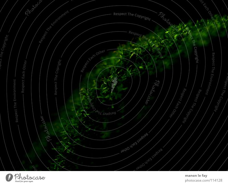 Moosburg bei Nacht schwarz grün nah weich Unschärfe Herbst Hintergrundbild glänzend Makroaufnahme Nahaufnahme Haare & Frisuren Natur