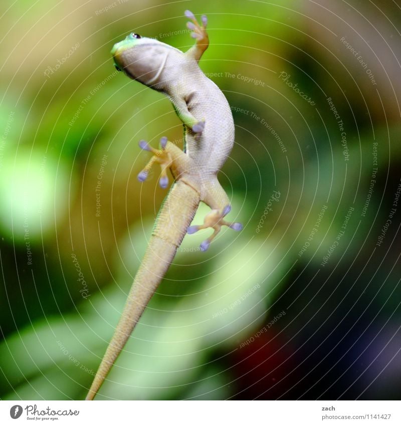 Luftikus Tier Wildtier Tiergesicht Schuppen Reptil Agamen Echsen Gecko Leguane 1 beobachten Fressen füttern warten exotisch grün Kraft geduldig Terrarium