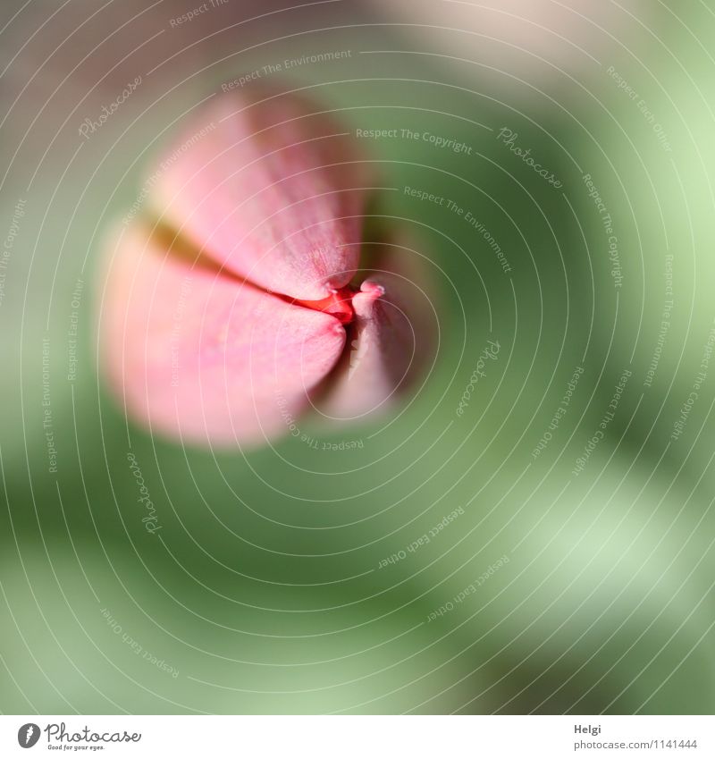 heute noch geschlossen... Umwelt Natur Pflanze Frühling Schönes Wetter Blume Tulpe Blüte Blütenknospen Garten Blühend Wachstum ästhetisch frisch schön