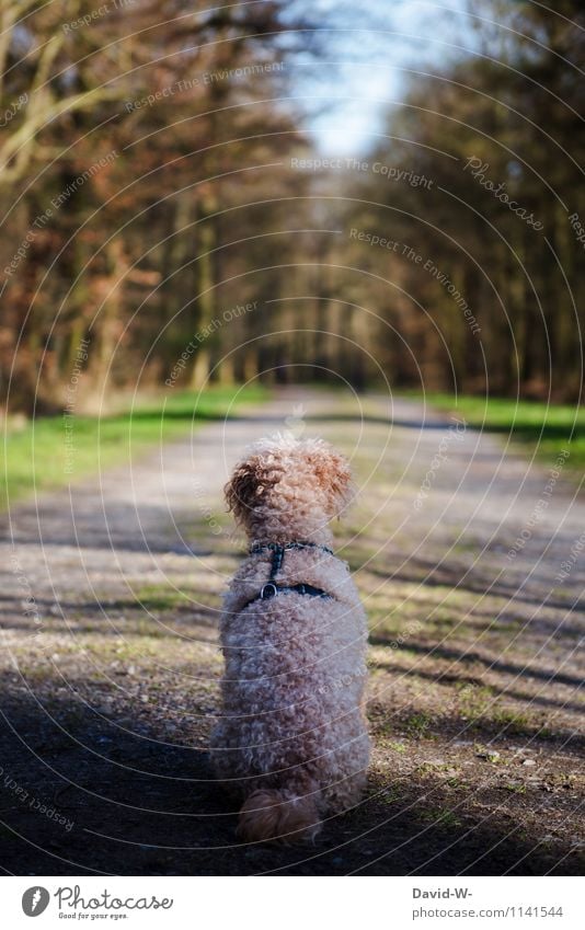 Die Ruhe selbst elegant Stil Freizeit & Hobby Ferien & Urlaub & Reisen Ausflug wandern Mensch Leben Natur Sommer Schönes Wetter Baum Wald Tier Haustier Hund