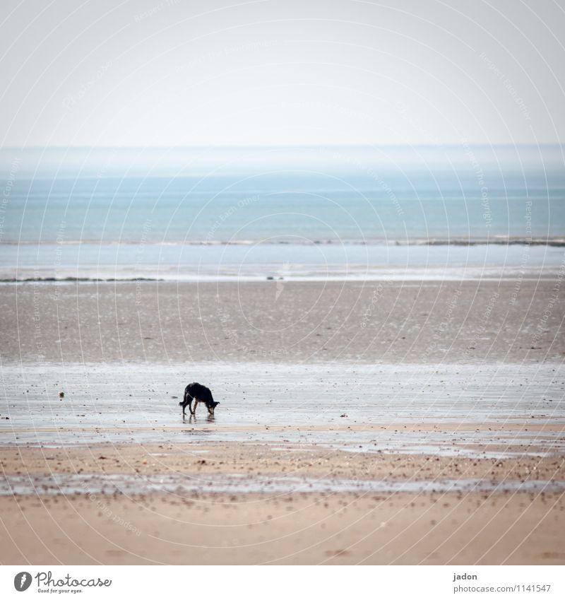 einzelgänger. Umwelt Natur Landschaft Tier Sand Wasser Himmel Horizont Wellen Küste Strand Haustier Hund 1 Fährte trinken wandern Einsamkeit Wege & Pfade