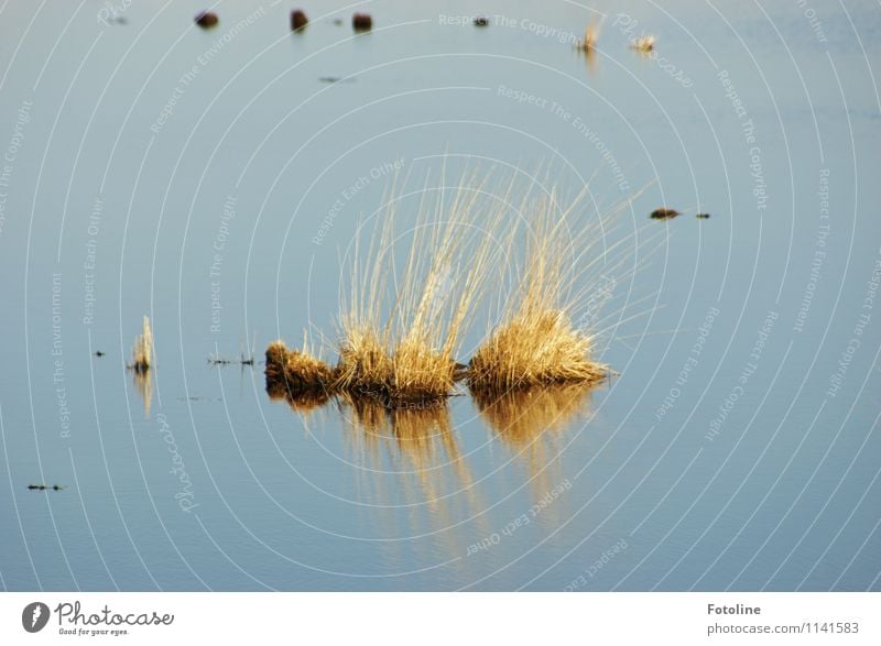 Im Ahlenmoor Umwelt Natur Landschaft Pflanze Urelemente Wasser Frühling Gras Moor Sumpf Teich hell nass natürlich blau braun gelb Wasserpflanze Farbfoto