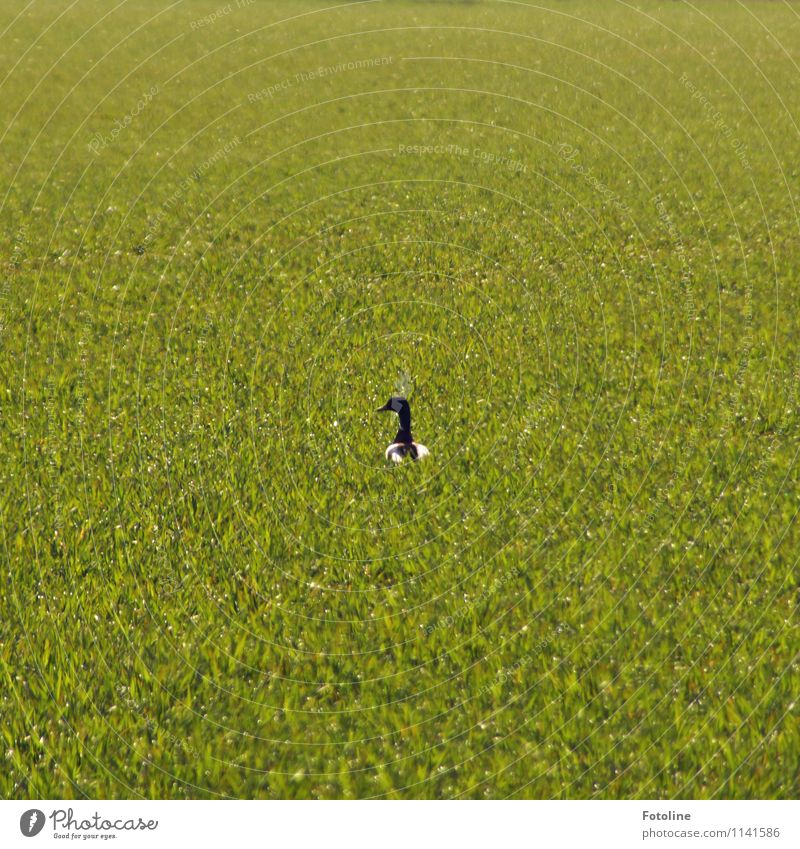 Wo war der Teich??? Umwelt Natur Landschaft Pflanze Tier Schönes Wetter Gras Wiese Wildtier Vogel 1 hell Wärme grün Ente Entenvögel Erpel Farbfoto mehrfarbig