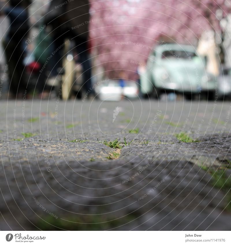 Kirschblüte zu Pflasterstein Sonne Mensch Verkehrsmittel Verkehrswege Personenverkehr Autofahren Fahrradfahren Fußgänger Straße Wege & Pfade Blühend