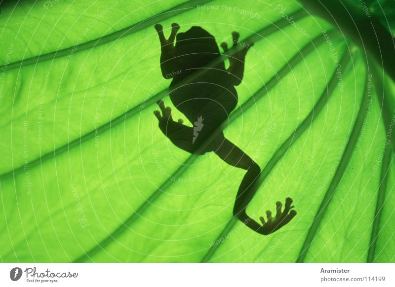 Frosch im Gegenlicht Laubfrosch Blatt Korallenfinger Silhouette Blattgrün tropische Zimmerpflanze