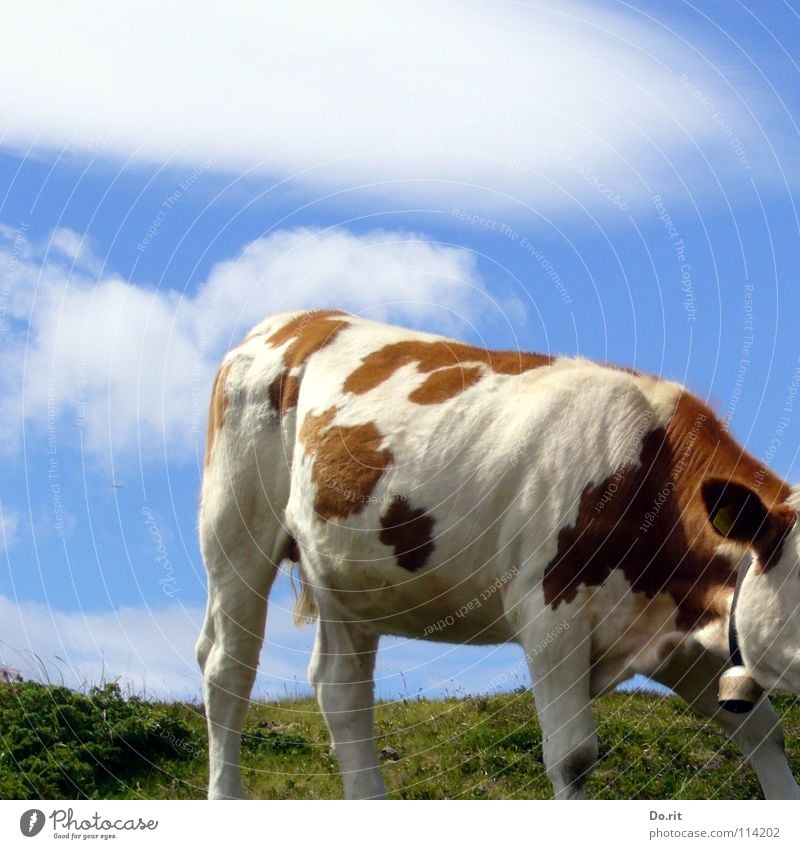 kopflos Kuh Dolomiten braun weiß grün Gras Glocke Kuhglocke Wolken Blauer Himmel Fell weich rot-bunt Rindfleisch Weide Alm Angst Panik Säugetier cow Fleck blau