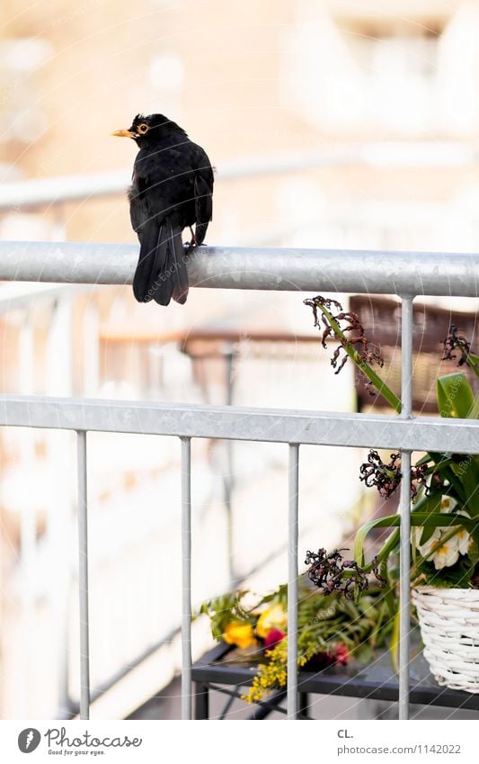 dackderrigigigi duck duck Häusliches Leben Wohnung Frühling Sommer Schönes Wetter Pflanze Blume Balkon Tier Wildtier Vogel Amsel 1 Gitter beobachten sitzen hell