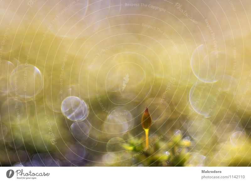 Neugierde im Moos Natur Pflanze Sonnenlicht Frühling Garten Gefühle Freude Glück Fröhlichkeit Zufriedenheit Lebensfreude Warmherzigkeit Romantik Farbfoto