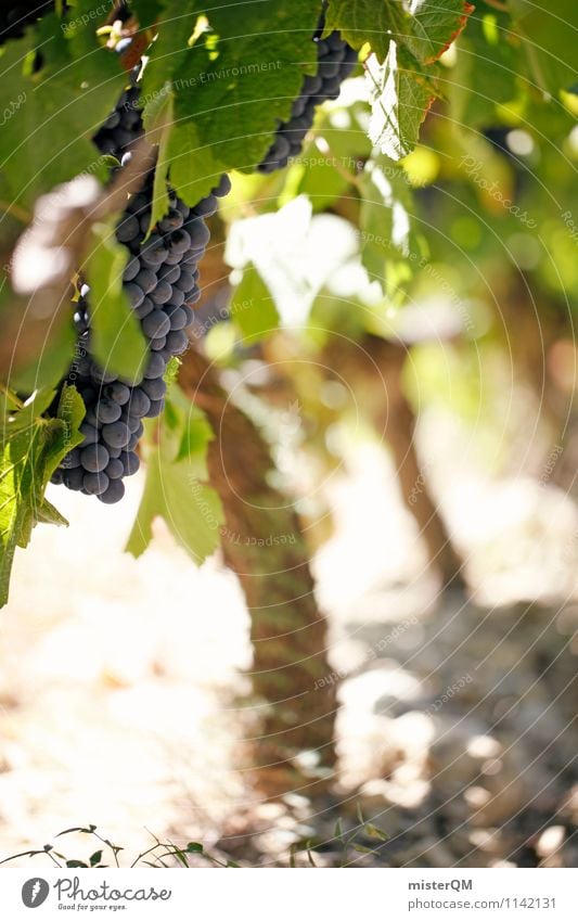 Weinhang I Kunst ästhetisch Zufriedenheit Weinberg Weintrauben Weinbau Weinlese Weinblatt Weingut reif lecker Farbfoto Gedeckte Farben Außenaufnahme Experiment