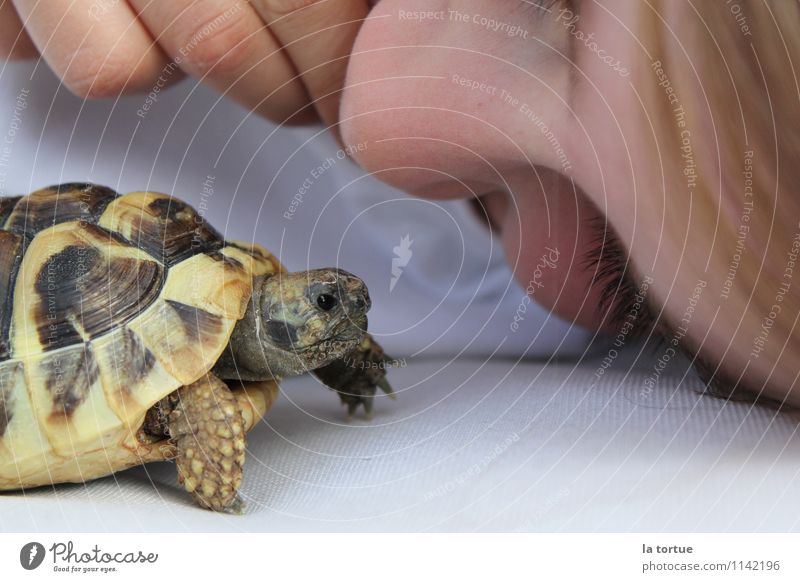 best friends Kind Freundschaft Auge 1 Mensch 8-13 Jahre Kindheit Natur Tier Haustier Schildkröte beobachten entdecken Lächeln laufen liegen träumen