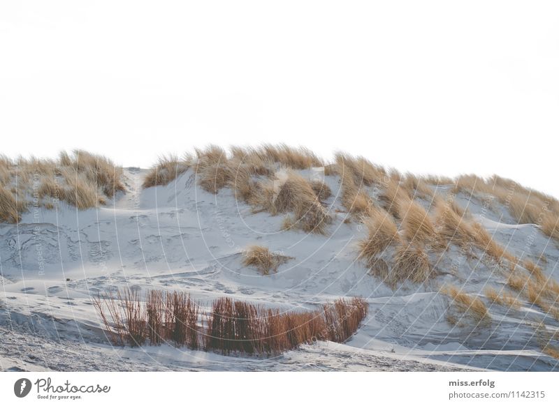 Gegen den Strich Natur Landschaft Pflanze Klima Wetter Wind Wildpflanze Strand Bucht Nordsee Ostsee beobachten träumen verblüht ästhetisch Fröhlichkeit maritim