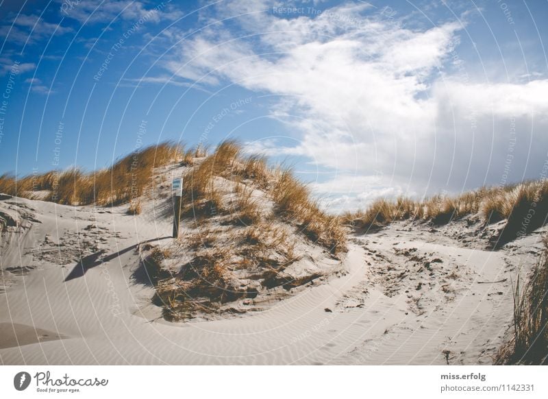 Träumen ist wie leben, nur in schön. Umwelt Natur Landschaft Sand Himmel Wolken Horizont Wind Wärme Gras Sträucher Fjord Nordsee Ostsee genießen Erholung