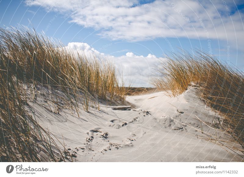 Is bissel windig heut. Pflanze Grünpflanze Wildpflanze Küste Seeufer Strand Nordsee Coolness Freude Glück Fröhlichkeit Zufriedenheit Abenteuer Landschaft Natur