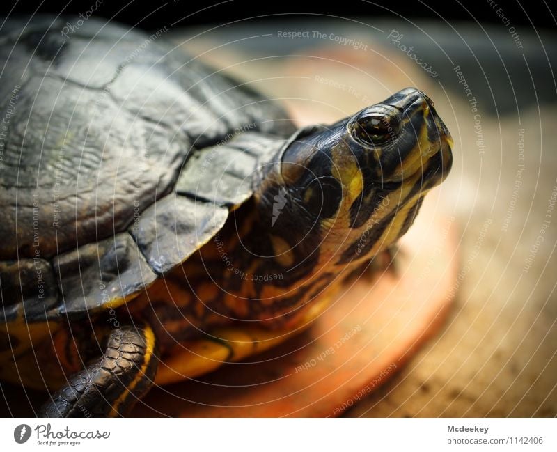 Hochnäsig Tier Wildtier Zoo Aquarium Schildkröte Schildkrötenpanzer 1 genießen liegen Blick sitzen warten authentisch außergewöhnlich exotisch glänzend kalt