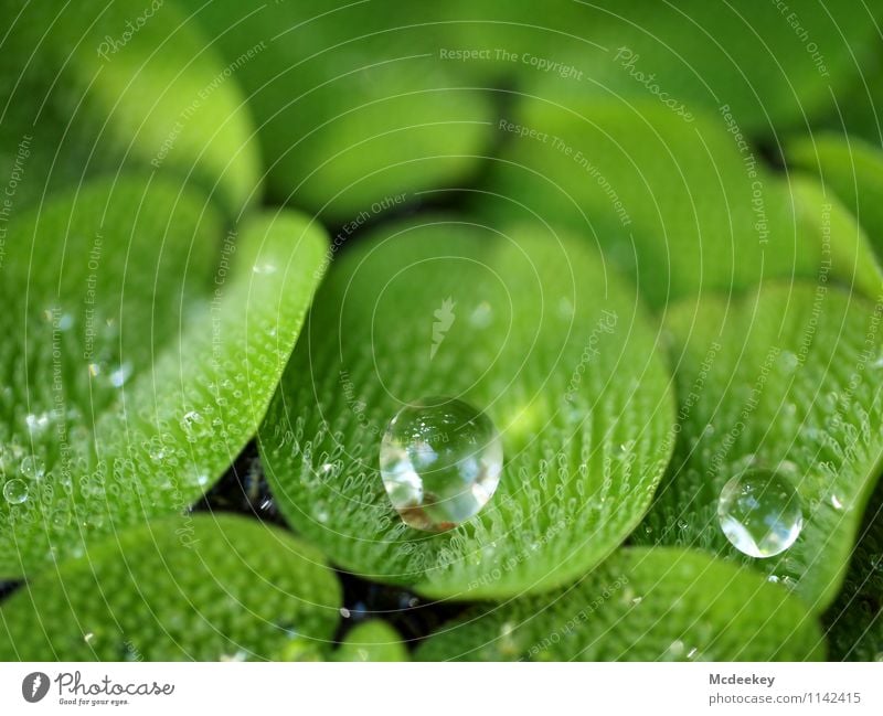 droplets Umwelt Natur Pflanze Wasser Wassertropfen Frühling Schönes Wetter Blatt Grünpflanze Wildpflanze exotisch Garten Park Teich Flüssigkeit kalt nass