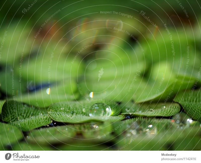 droplet Umwelt Natur Pflanze Wasser Wassertropfen Frühling Schönes Wetter Blatt Grünpflanze Wildpflanze exotisch Garten Park Flüssigkeit kalt nass natürlich