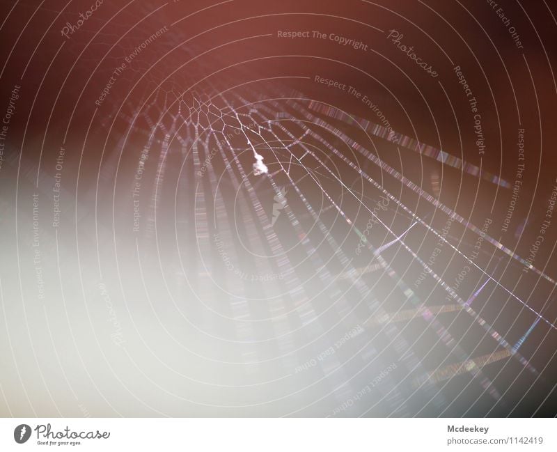Drahtseil Umwelt Natur Tier Frühling Schönes Wetter Spinne Netz Spinnennetz hängen außergewöhnlich dünn fest nachhaltig natürlich braun grau orange rosa rot