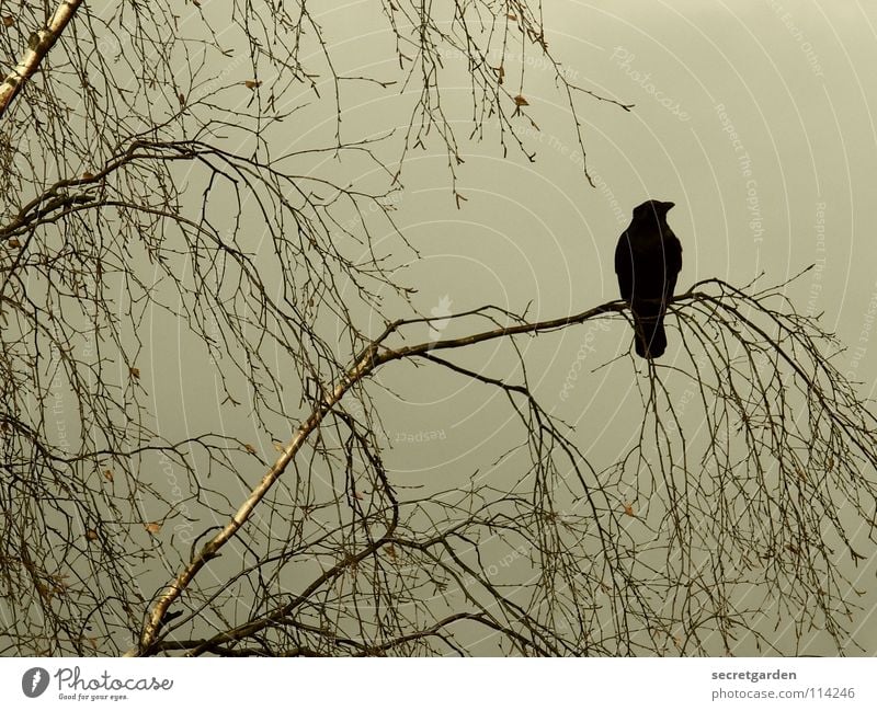 krâwa (althochdeutsch), querformat Krähe Rabenvögel Vogel Baum Blatt laublos Winter Herbst hocken hockend Raum schlechtes Wetter Wolken ruhig Erholung Trauer