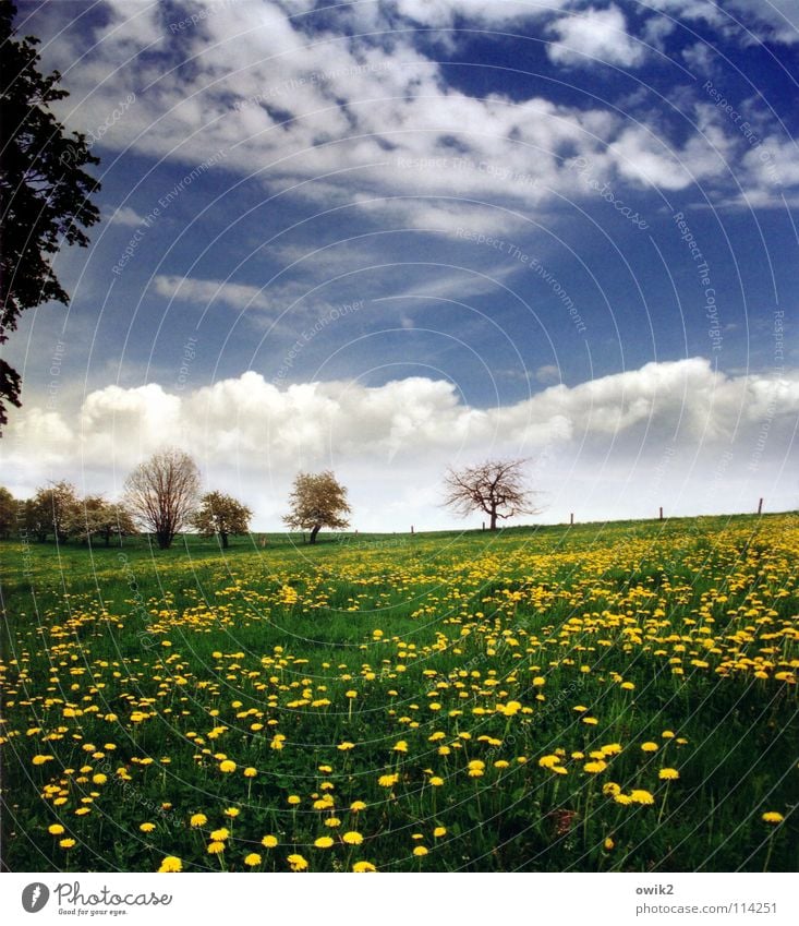 Pastorale Erholung Umwelt Natur Landschaft Pflanze Himmel Wolken Horizont Frühling Klima Wetter Schönes Wetter Baum Gras Blüte Löwenzahn Blühend Wachstum