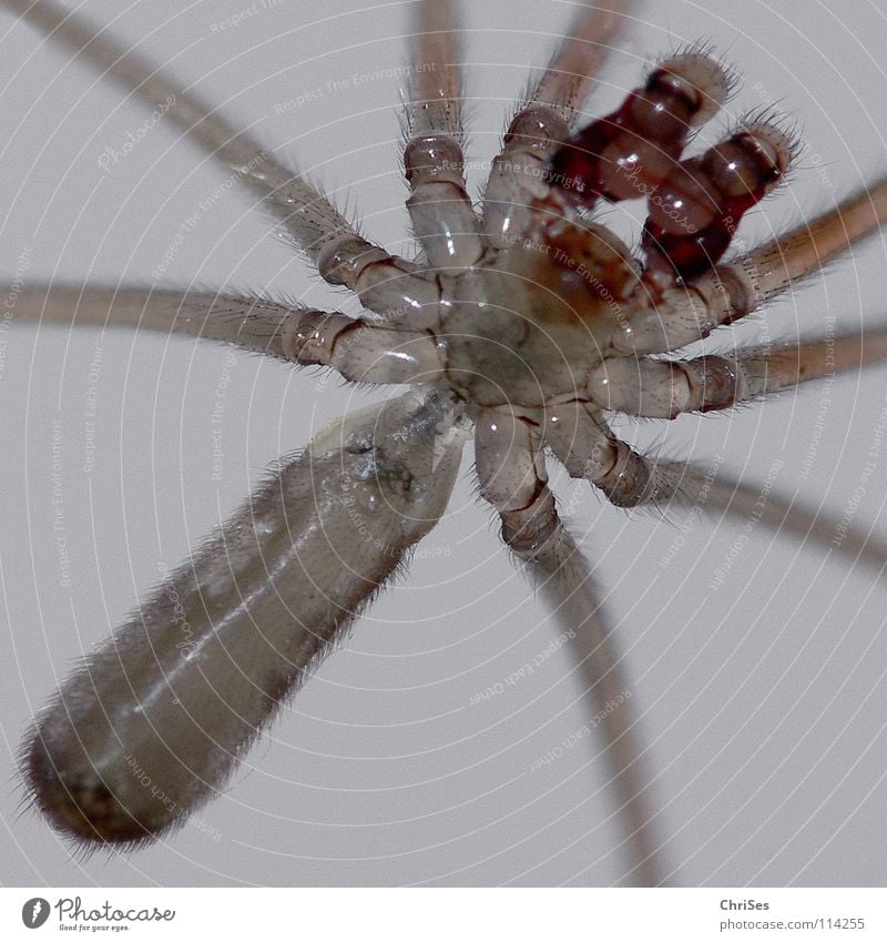 Zitterspinne, Pholcus phalangioides Spinne Baldachin Tier Insekt maskulin Ekel Gliederfüßer Leuchttisch Nordwalde Angst Panik Makroaufnahme Nahaufnahme