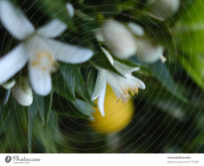 Orangenblüten Blüte weiß grün gelb orange