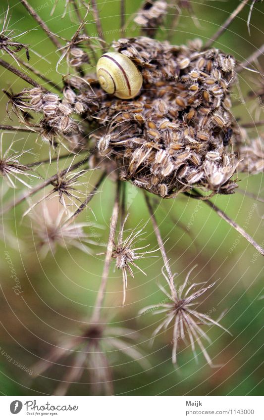 Penthaus Natur Pflanze Herbst Gras Sträucher Wildpflanze Tier Wildtier Schnecke 1 schlafen Farbfoto Nahaufnahme Makroaufnahme Menschenleer Tag